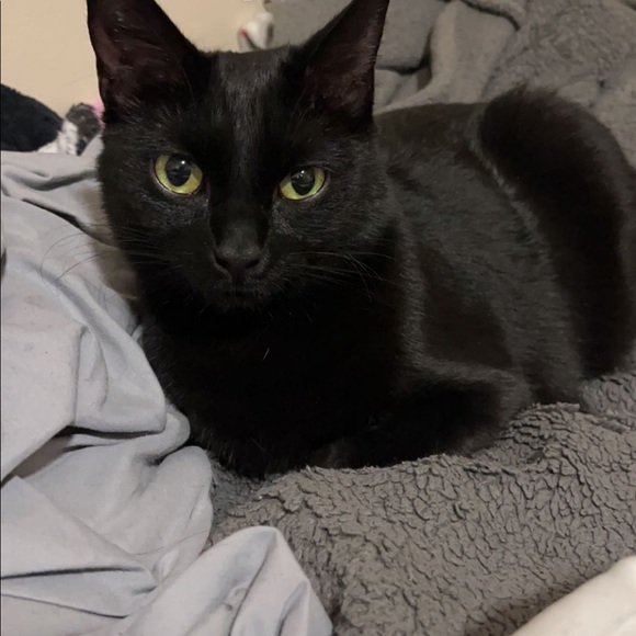 Meet your Posher, Taylor - Picture 3 of 3